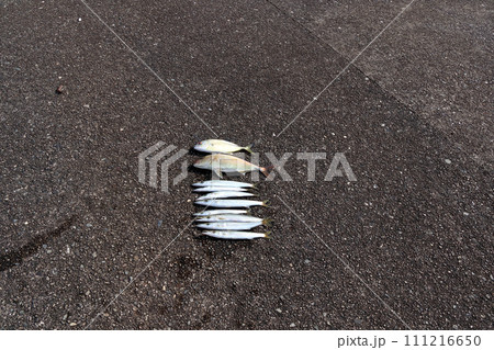 堤防釣り釣果 メッキアジ カンパチ カマス 堤防釣り釣果 メッキアジ カンパチ カマス 111216650