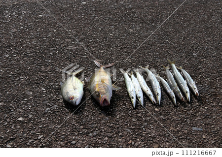 堤防釣り釣果 メッキアジ カンパチ カマス 堤防釣り釣果 メッキアジ カンパチ カマス 111216667
