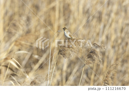 オオジュリン 111216670