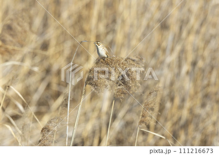 オオジュリン 111216673