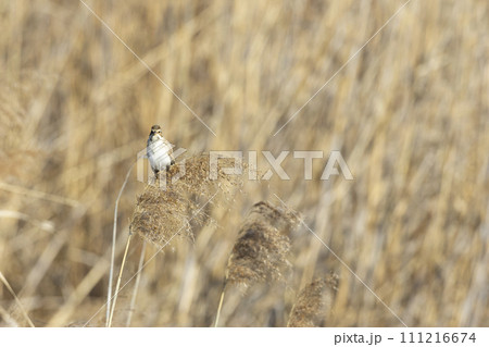 オオジュリン オオジュリン 111216674