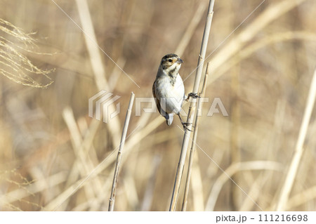 オオジュリン 111216698