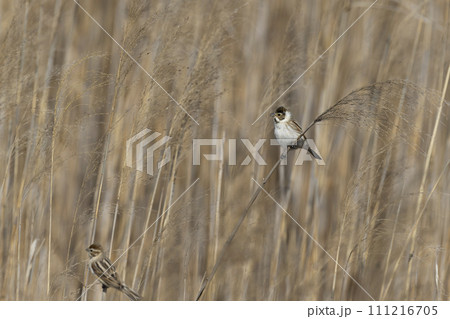 オオジュリン オオジュリン 111216705