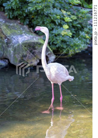 園内を自由に散歩するヨーロッパフラミンゴ 神戸どうぶつ王国 兵庫県神戸市 園内を自由に散歩するヨーロッパフラミンゴ 神戸どうぶつ王国 兵庫県神戸市 111216771