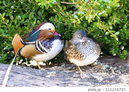 神戸どうぶつ王国のオシドリ　ペア　兵庫県神戸市 111216781