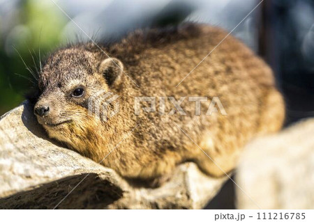 居眠りをするケープハイラックス　神戸どうぶつ王国　兵庫県神戸市 111216785