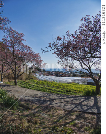 抱湖園の元朝櫻 111216821