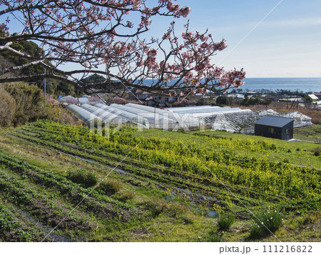 抱湖園の元朝櫻 111216822