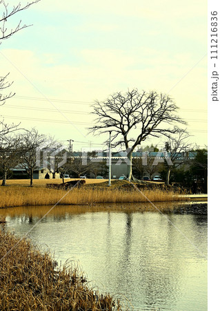 冬の大百池公園 111216836
