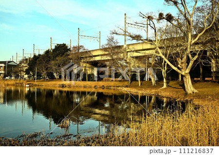 冬の大百池公園 冬の大百池公園 111216837