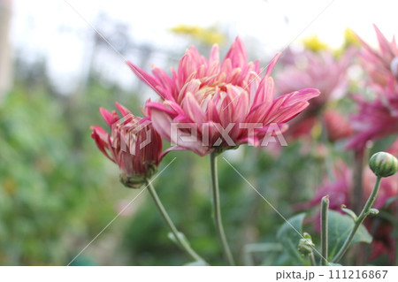 pink flower of chrysanthemum 111216867