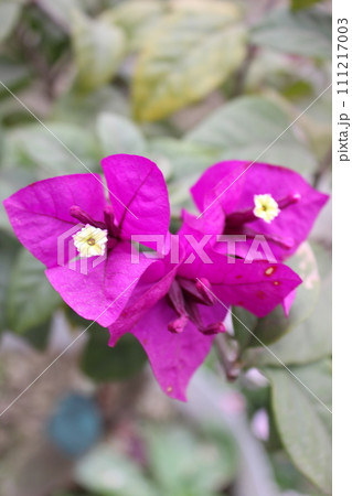 Closeup of Blooming bougainvillea flowers 111217003