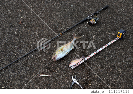 堤防釣り釣果 カンパチ クロホシフエダイ 111217115