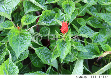 Close-up of Salvia splendens in bloom Close-up of Salvia splendens in bloom 111217132