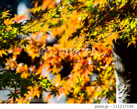秋の景色　色とりどりの美しい紅葉 111217148