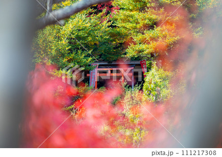 紅葉の隙間から覗く鳥居 111217308