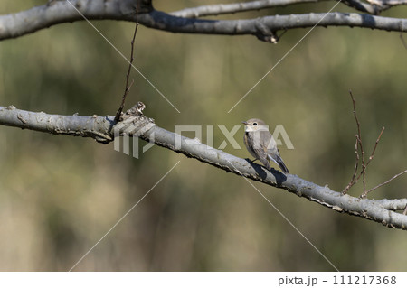 オジロビタキ 111217368