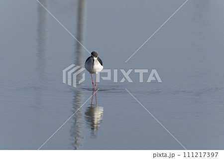 セイタカシギ 111217397