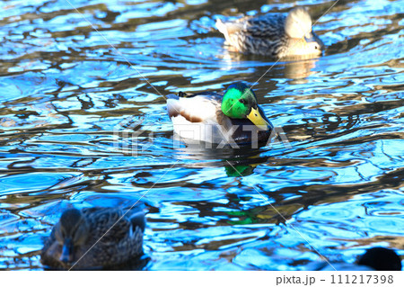 きらめく水面 越冬するマガモ 冬の水辺 きらめく水面 越冬するマガモ 冬の水辺 111217398