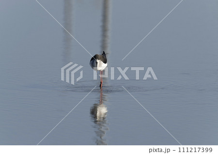 セイタカシギ セイタカシギ 111217399