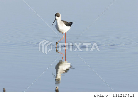 セイタカシギ セイタカシギ 111217411