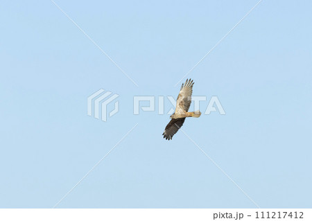 チュウヒ 111217412