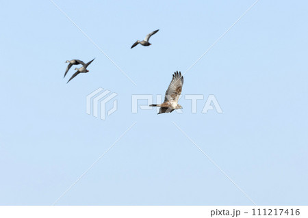 チュウヒ 111217416