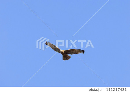 チュウヒ チュウヒ 111217421