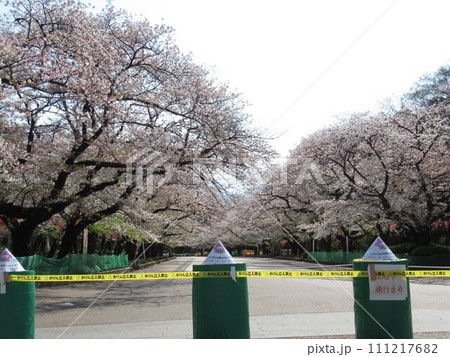 2020年4月　封鎖された桜通り 111217682