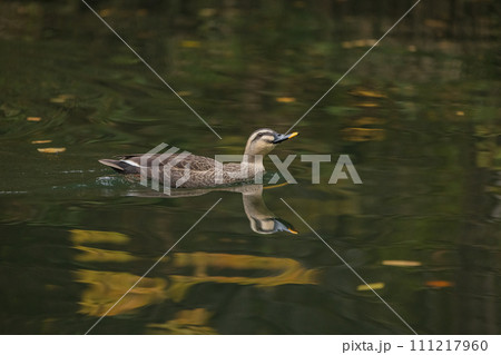 日本　岩手県一関市を流れる砂鉄川沿いの渓谷、猊鼻渓を泳ぐ鴨 111217960