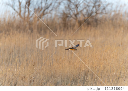 ハイイロチュウヒ 111218094