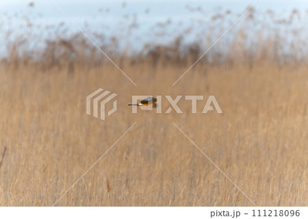 ハイイロチュウヒ 111218096