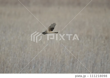 ハイイロチュウヒ 111218098