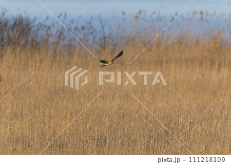 ハイイロチュウヒ 111218109