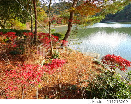 六甲山・再度公園（ふたたびこうえん）、修法が原池（しおがはらいけ）のドウダンツツジの紅葉「日本の歴史 111218269
