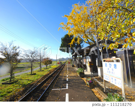北条鉄道、網引駅（あびきえき）と大イチョウ「景観形成重要樹木」の紅葉 111218270