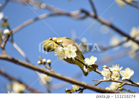 早春の白梅とメジロ 早春の白梅とメジロ 111218274
