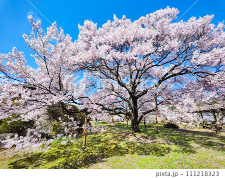 大草城址公園(春) 大草城址公園(春) 111218323