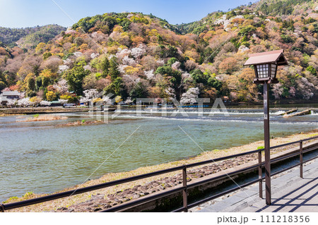 春の京都　嵐山の桜景 111218356
