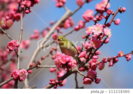 春の風が芳醇な梅の香りをめじろに教えてくれるー八 春の風が芳醇な梅の香りをめじろに教えてくれるー八 111218360