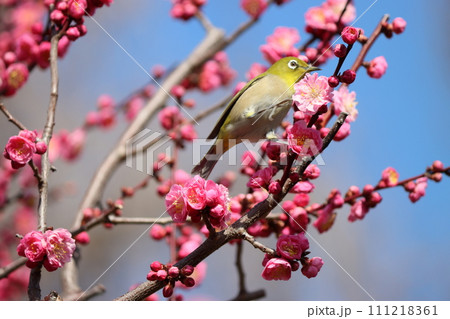 春の風が芳醇な梅の香りをめじろに教えてくれるー九 春の風が芳醇な梅の香りをめじろに教えてくれるー九 111218361