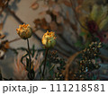 ドライフラワー 111218581