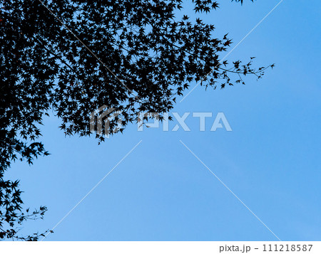 青空に映える紅葉のシルエット 111218587