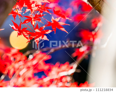 秋の景色　色とりどりの美しい紅葉 111218834