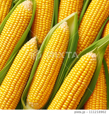 【AI生成画像・AIイラスト】新鮮で美味しいトウモロコシ 【AI生成画像・AIイラスト】新鮮で美味しいトウモロコシ 111218902
