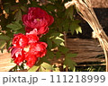 赤い冬牡丹 111218999