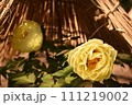 黄色い冬牡丹 111219002