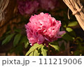 牡丹の花のある風景 111219006
