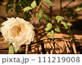 白い牡丹 111219008