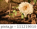 白い牡丹 111219010